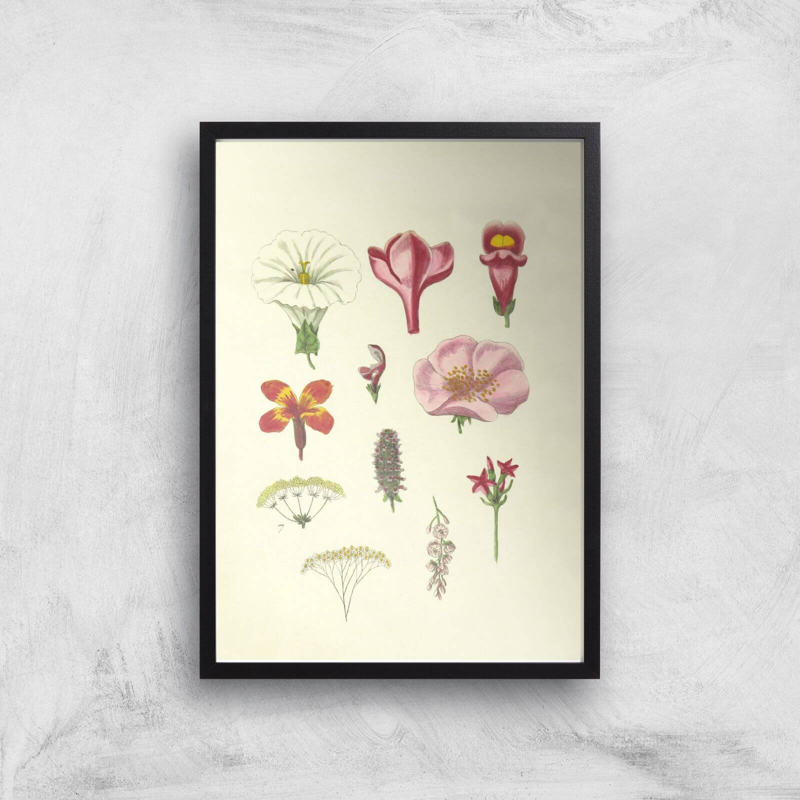 Researching Flowers Giclee Art Print - A3 - Black Frame