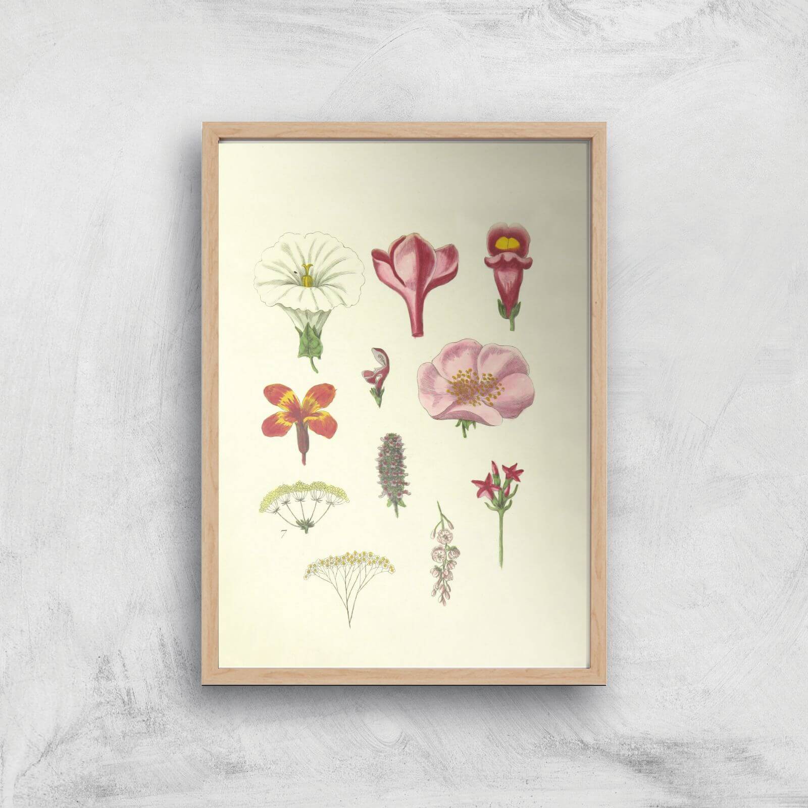 Researching Flowers Giclee Art Print - A2 - Wooden Frame