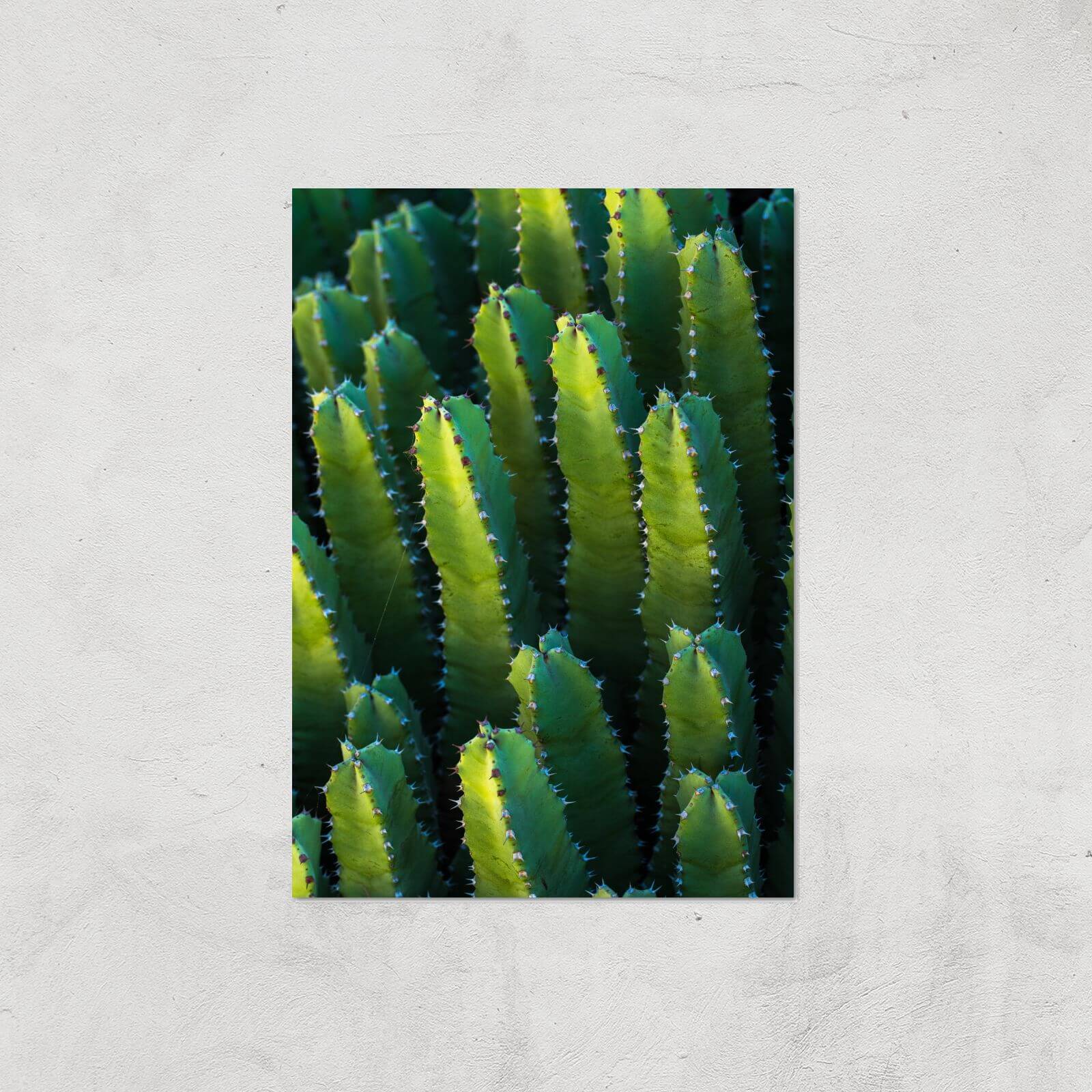 Cactus From Above Giclee Art Print - A3 - Print Only