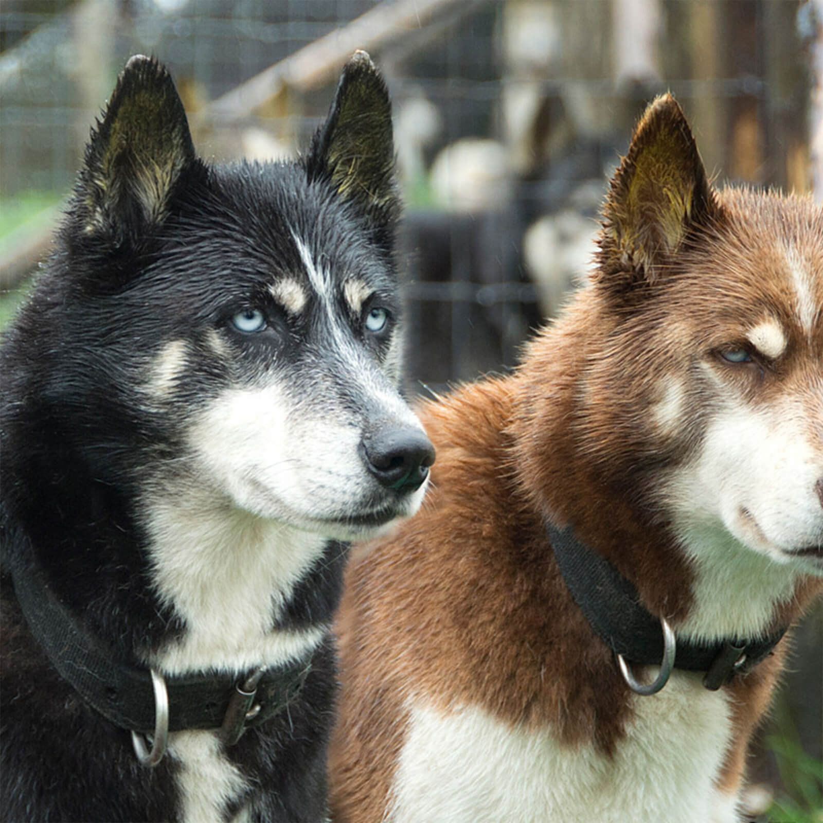 Image of Hike with Huskies and Entry to Eagle Heights Wildlife Foundation for Two