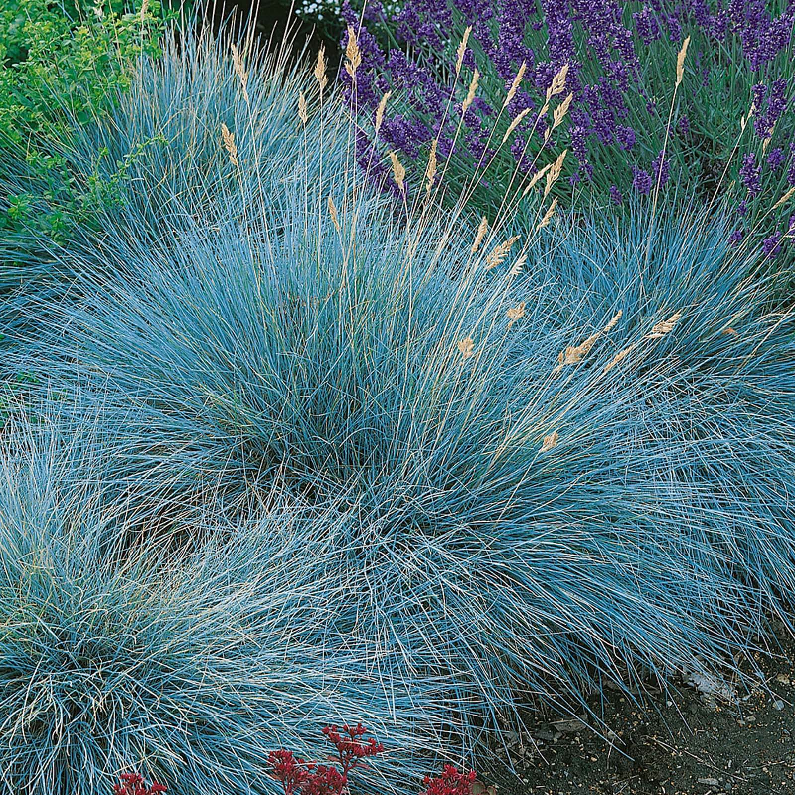 Photo of Blue Fescue Intense Blue Grass