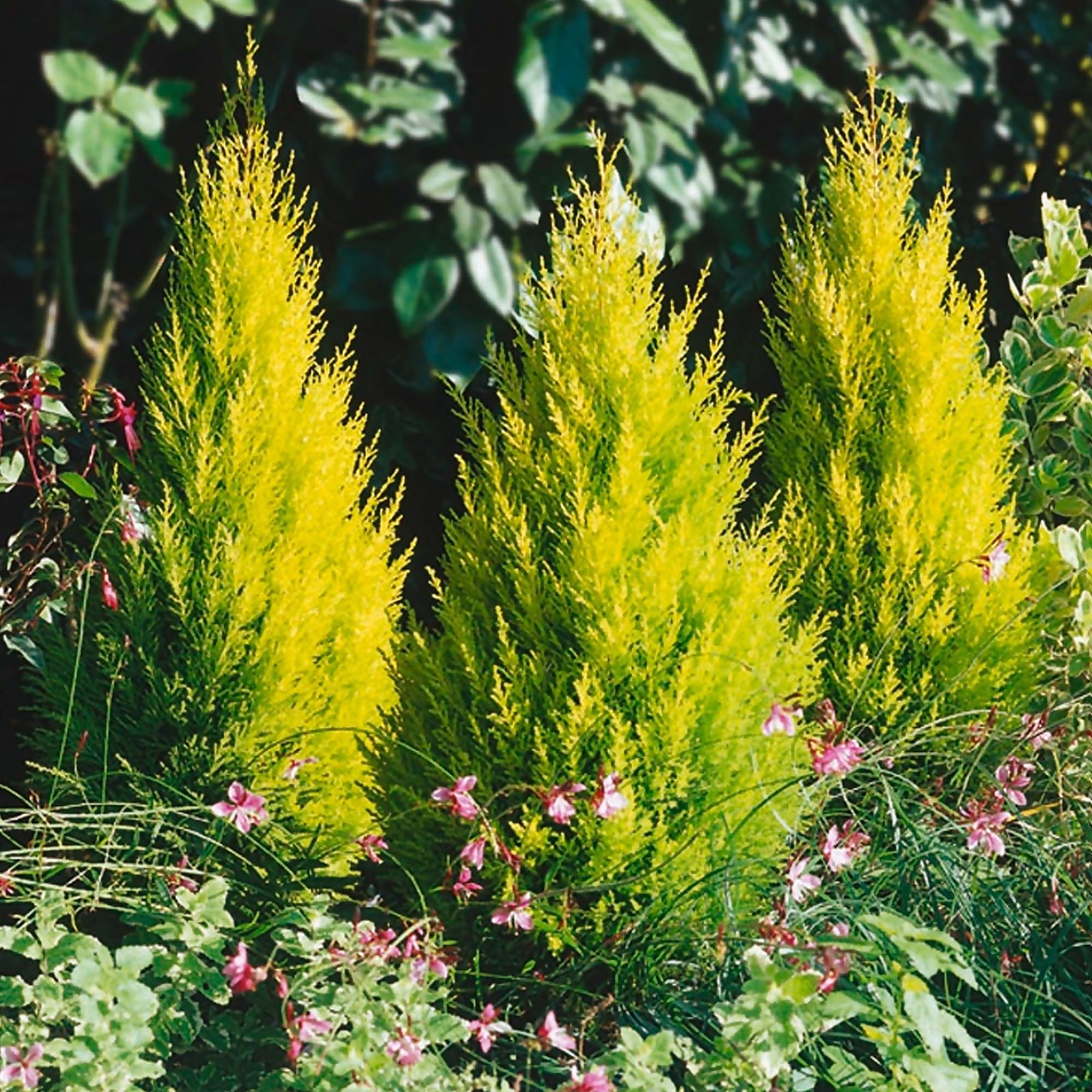 Photo of Cupressus Goldcrest - Monterey Cypress - 23cm