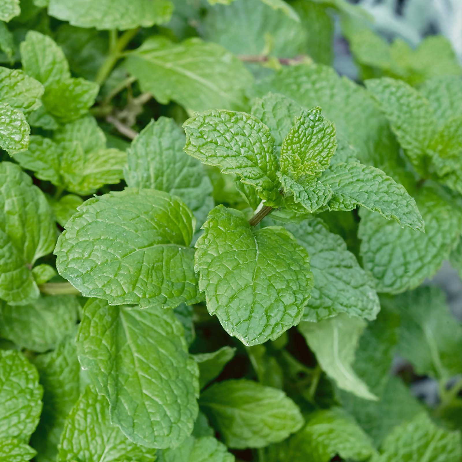 Photo of Garden Mint - 1l