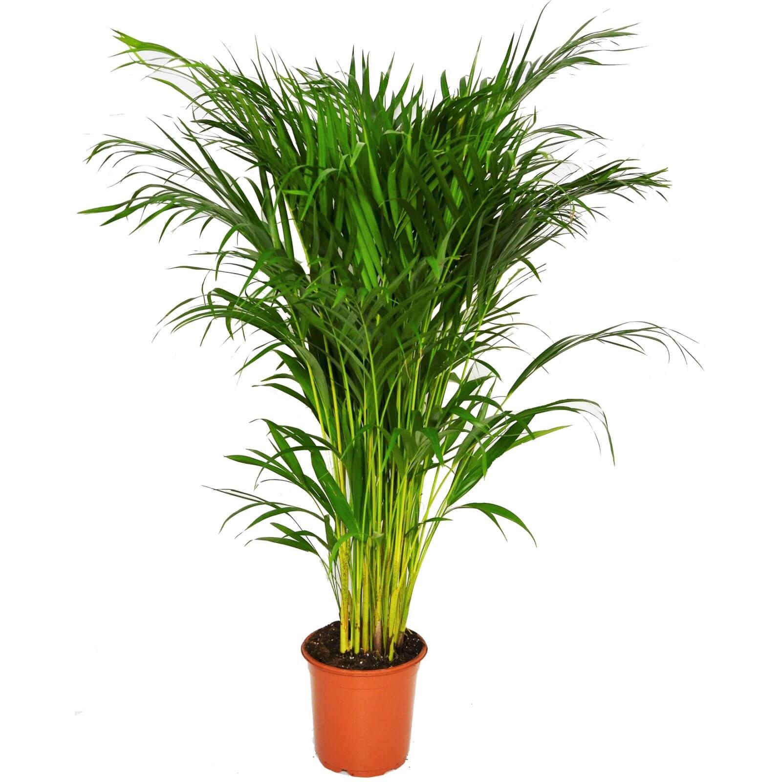 Photo of Areca Palm - 19cm