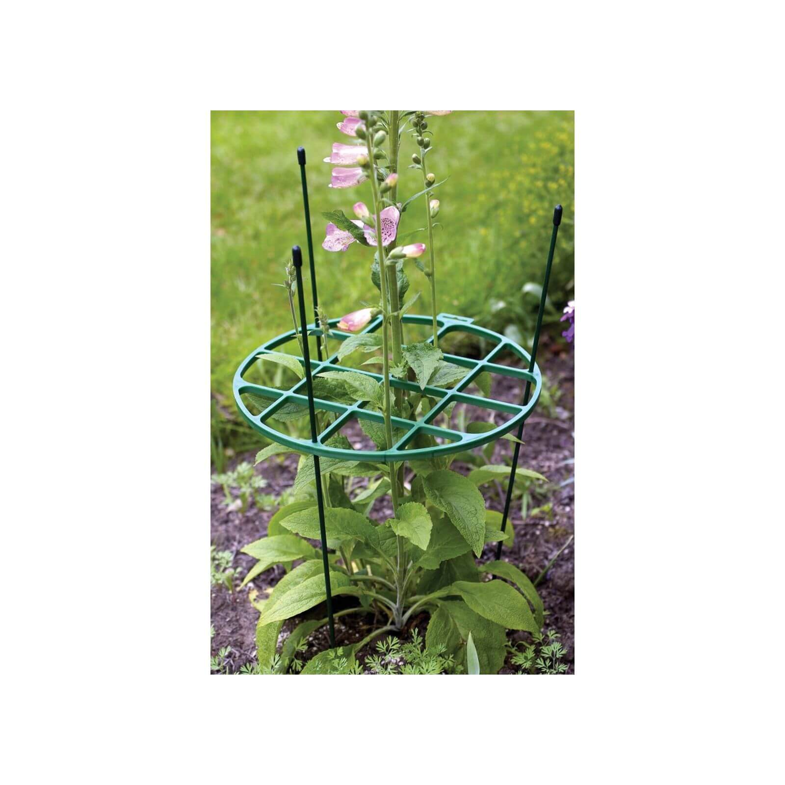 Photo of Plant Support Ring - 30cm - 60cm