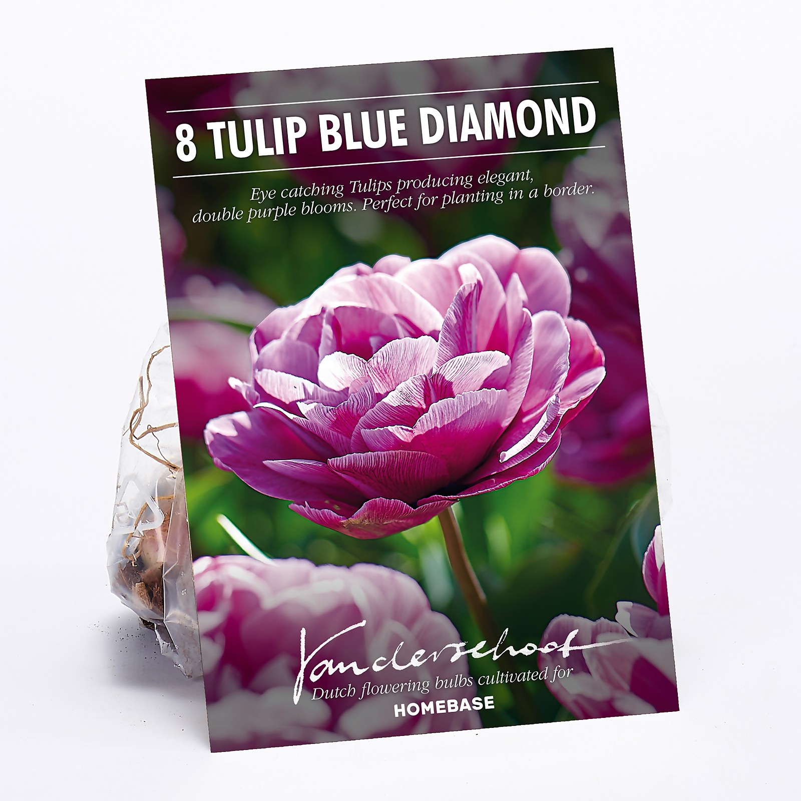 Photo of Tulip Blue Diamond