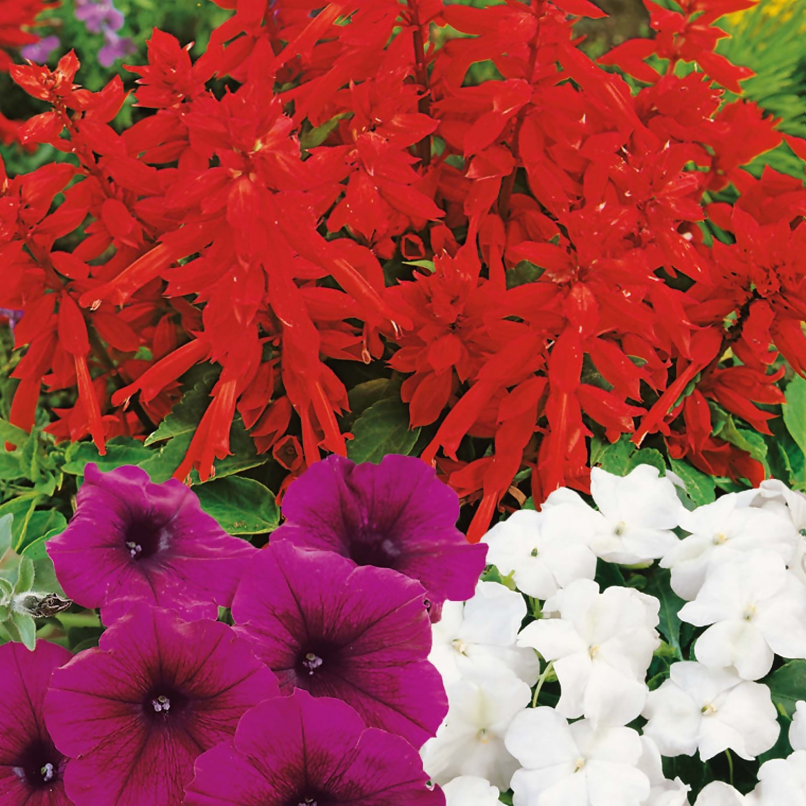 Photo of 24 Pack Bedding Plants Selection - Summer