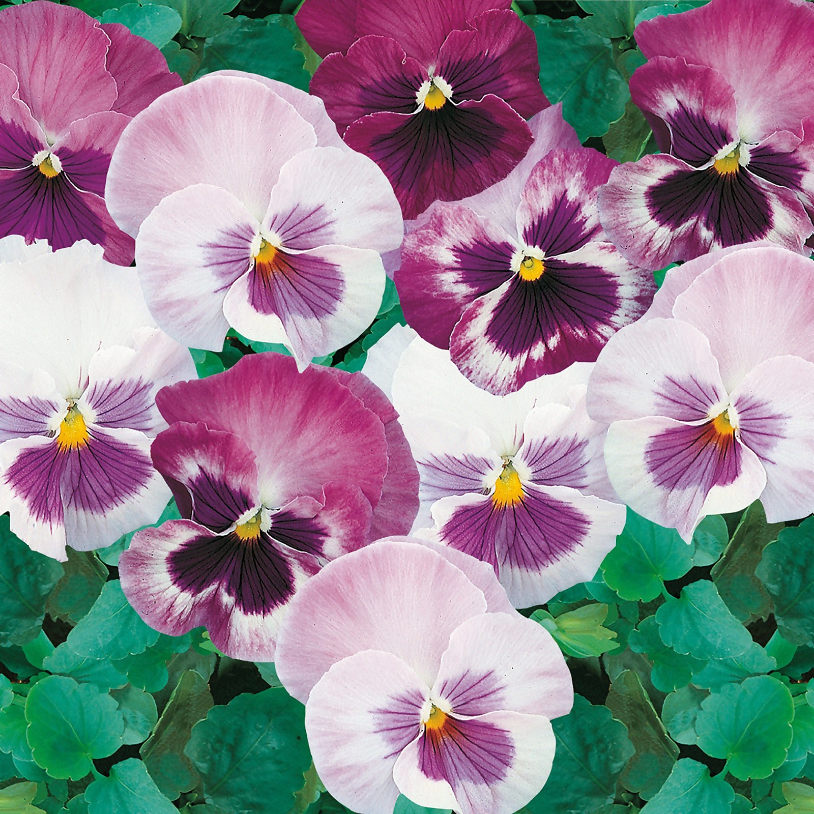 Photo of Pansy 6 Pack