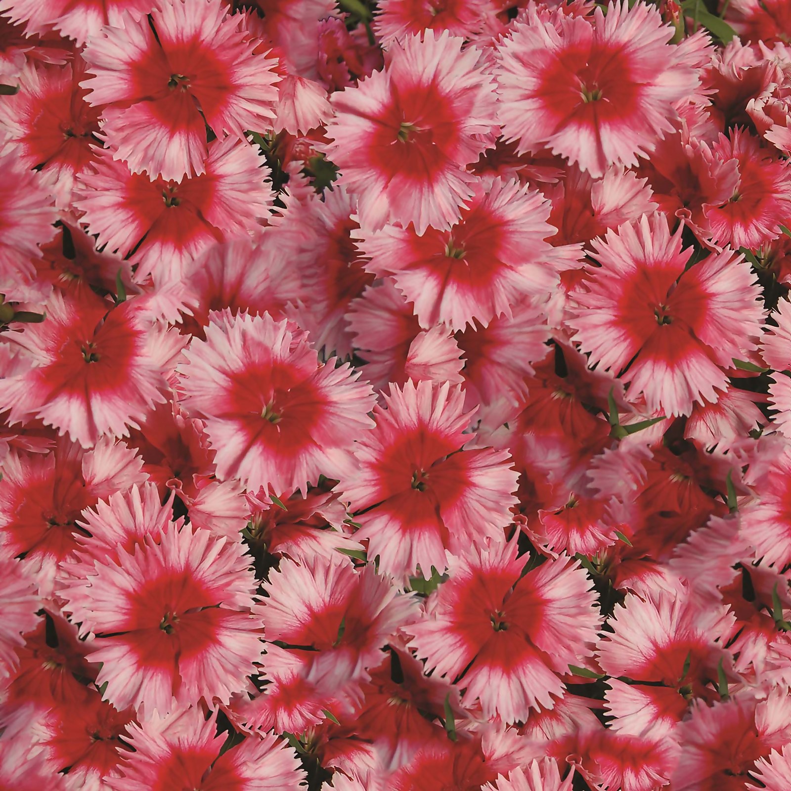 Photo of Dianthus 6 Pack