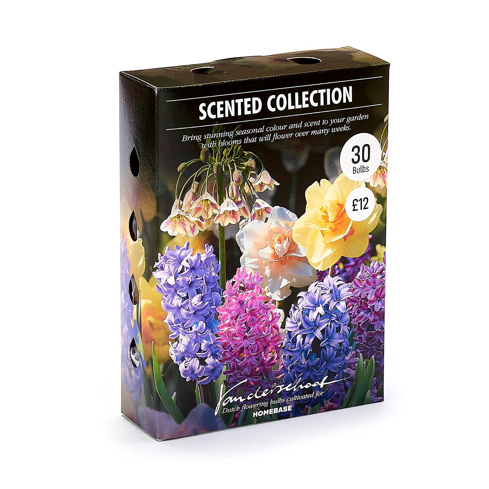 Photo of Scented Collection Garden Bulbs