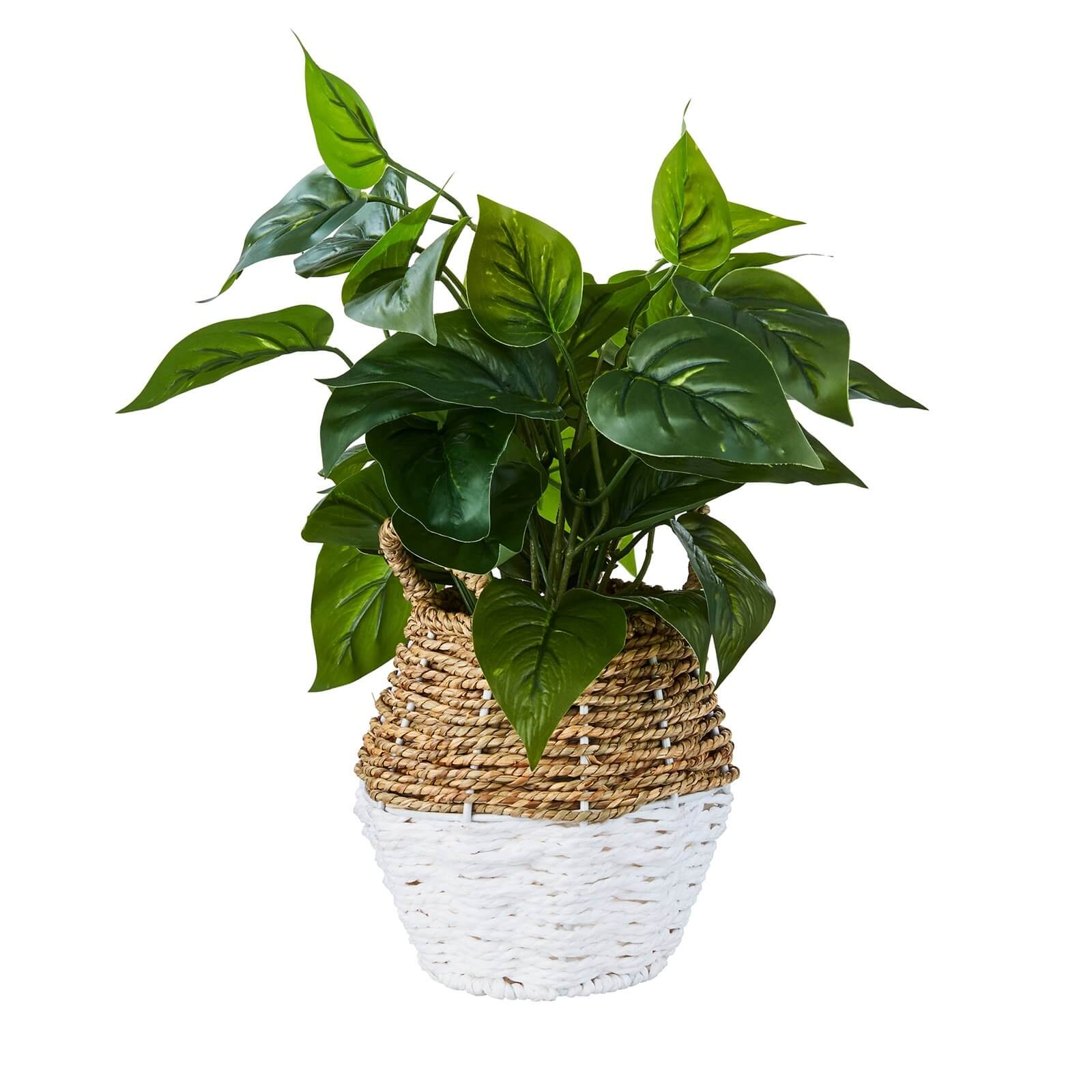 Photo of Plant In Two Tone Basket - White & Natural