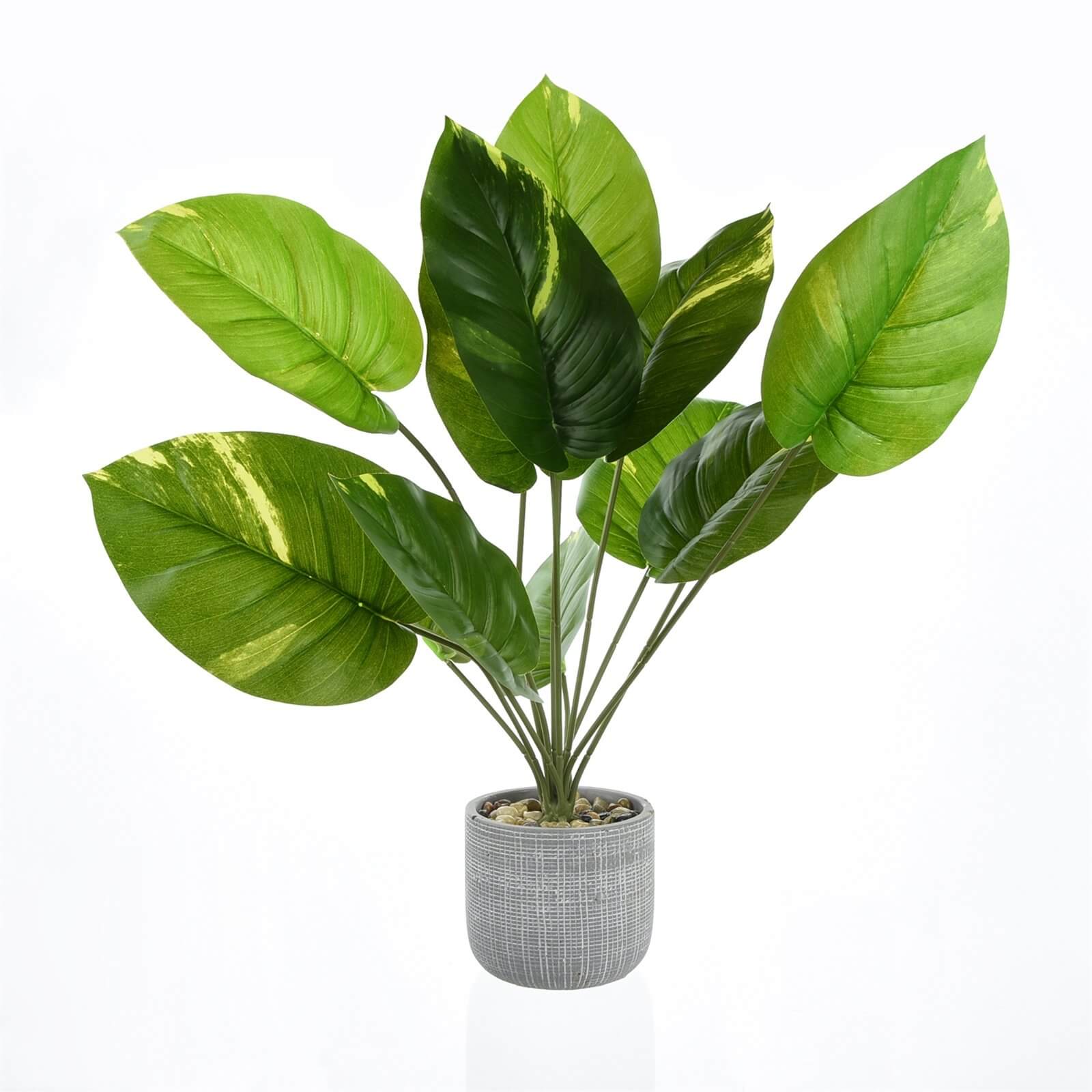 Photo of Leafy Plant In Grey Pot