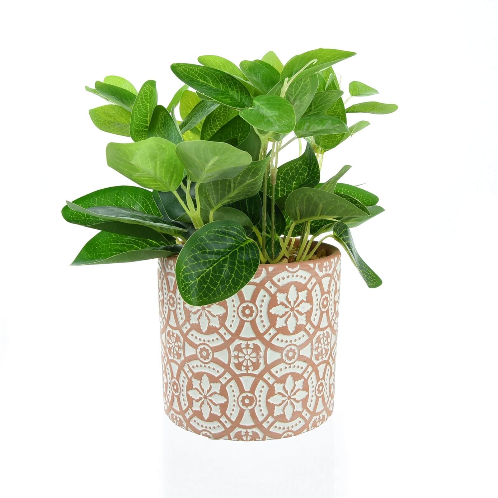 Photo of Leafy Plant In Terracotta Pot
