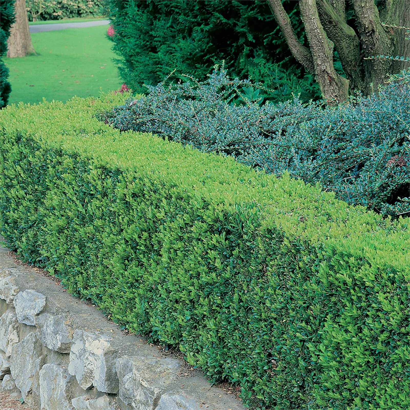 Photo of 6 Pack Of Buxus