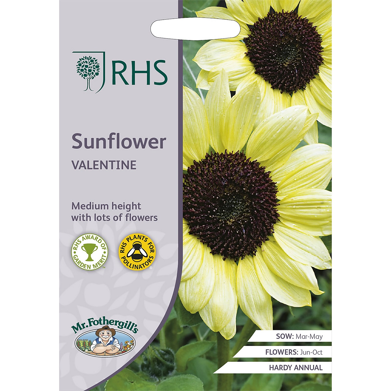 RHS Sunflower Valentine