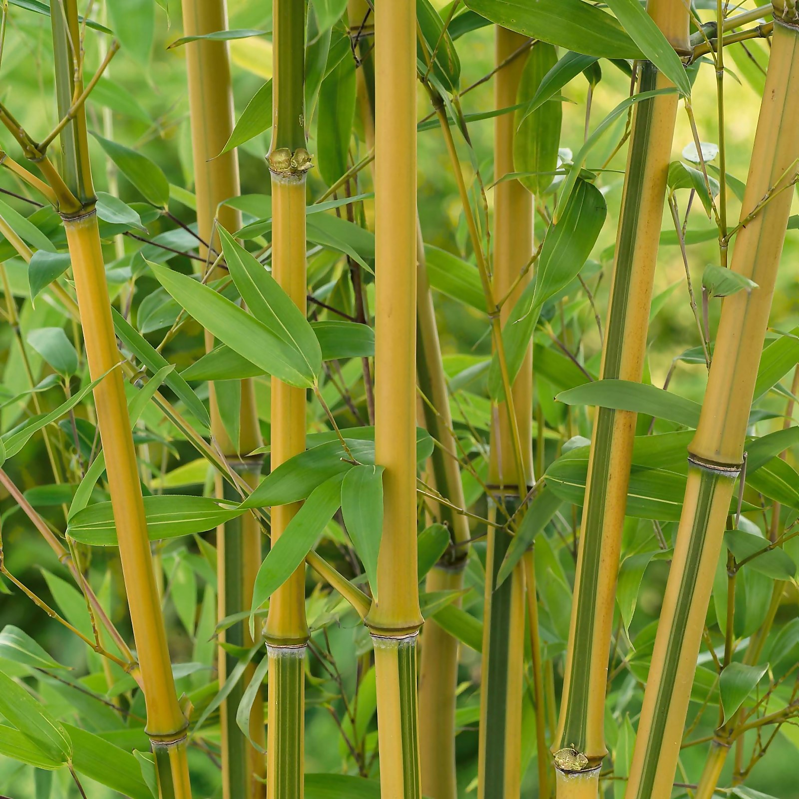 Photo of Golden Bamboo - 10l