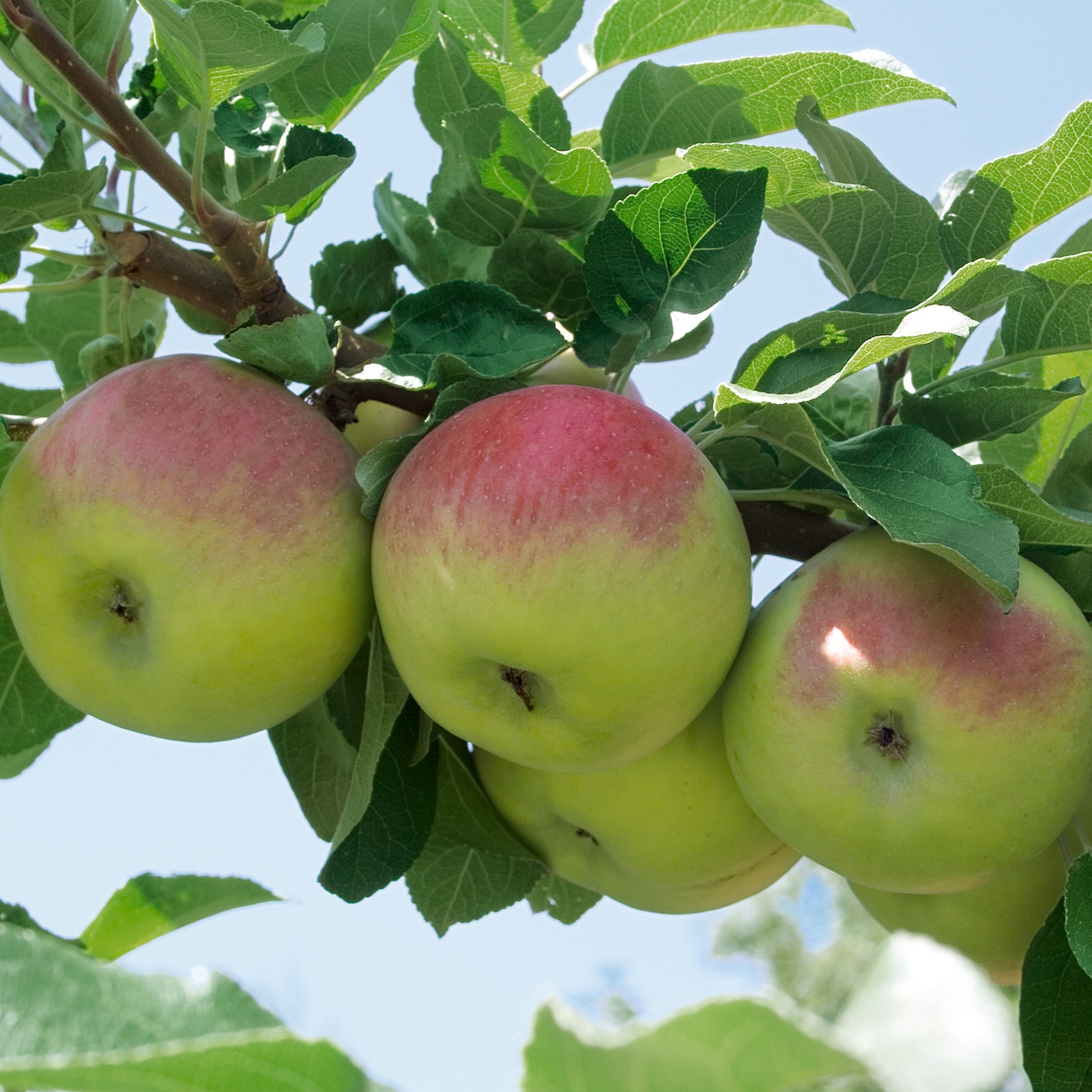 Fruit Tree Apple 'Bramley's Seedling' - 7.5L