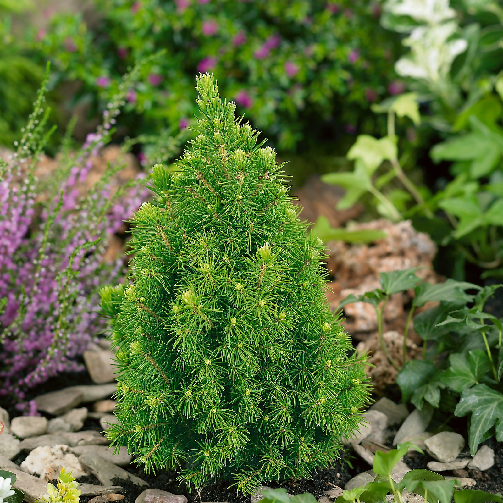 Photo of Picea Glauca Conica In Red Pot With Snow -standard Q- -albertiana Conica-