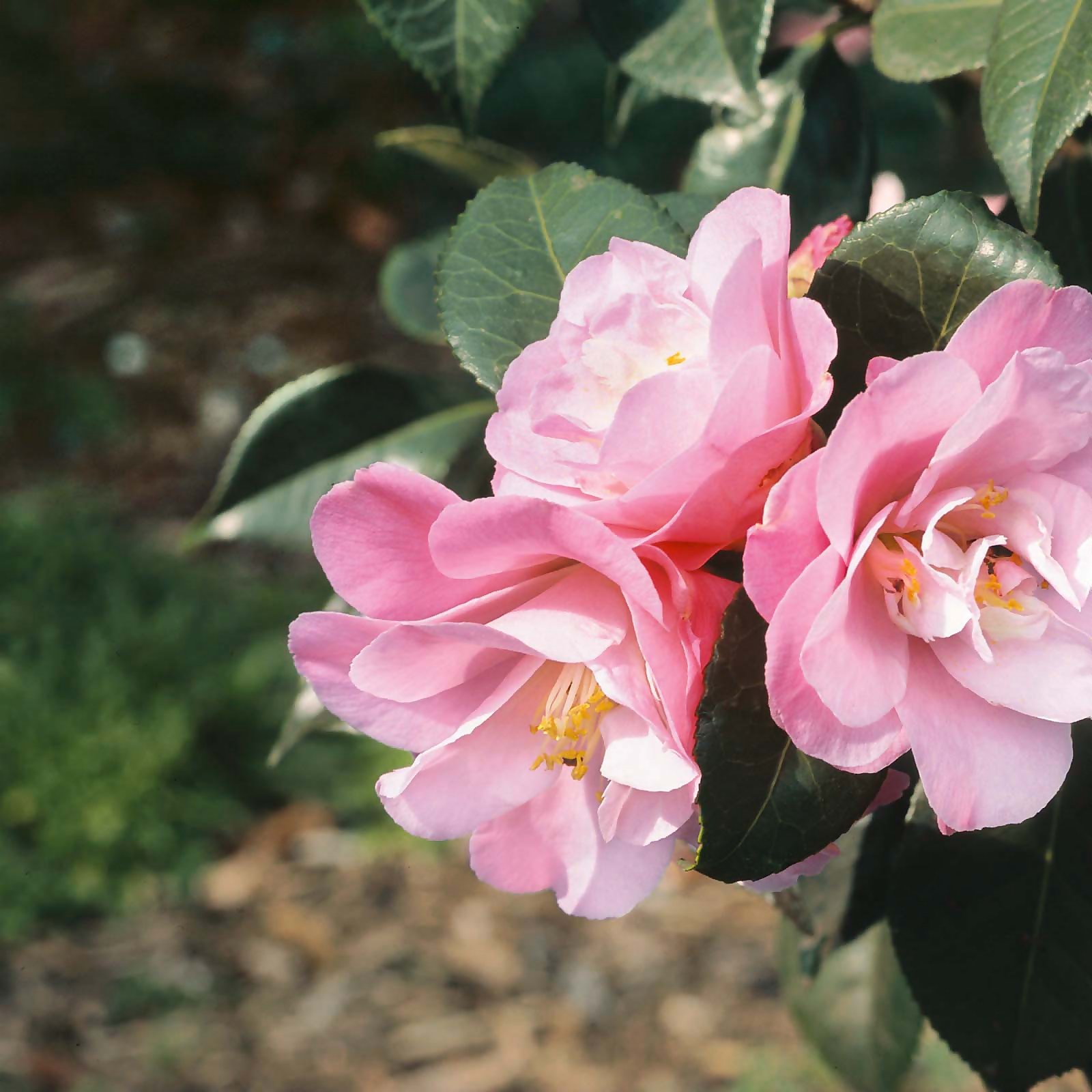 Photo of Camellia Mix 20 Buds 27cm