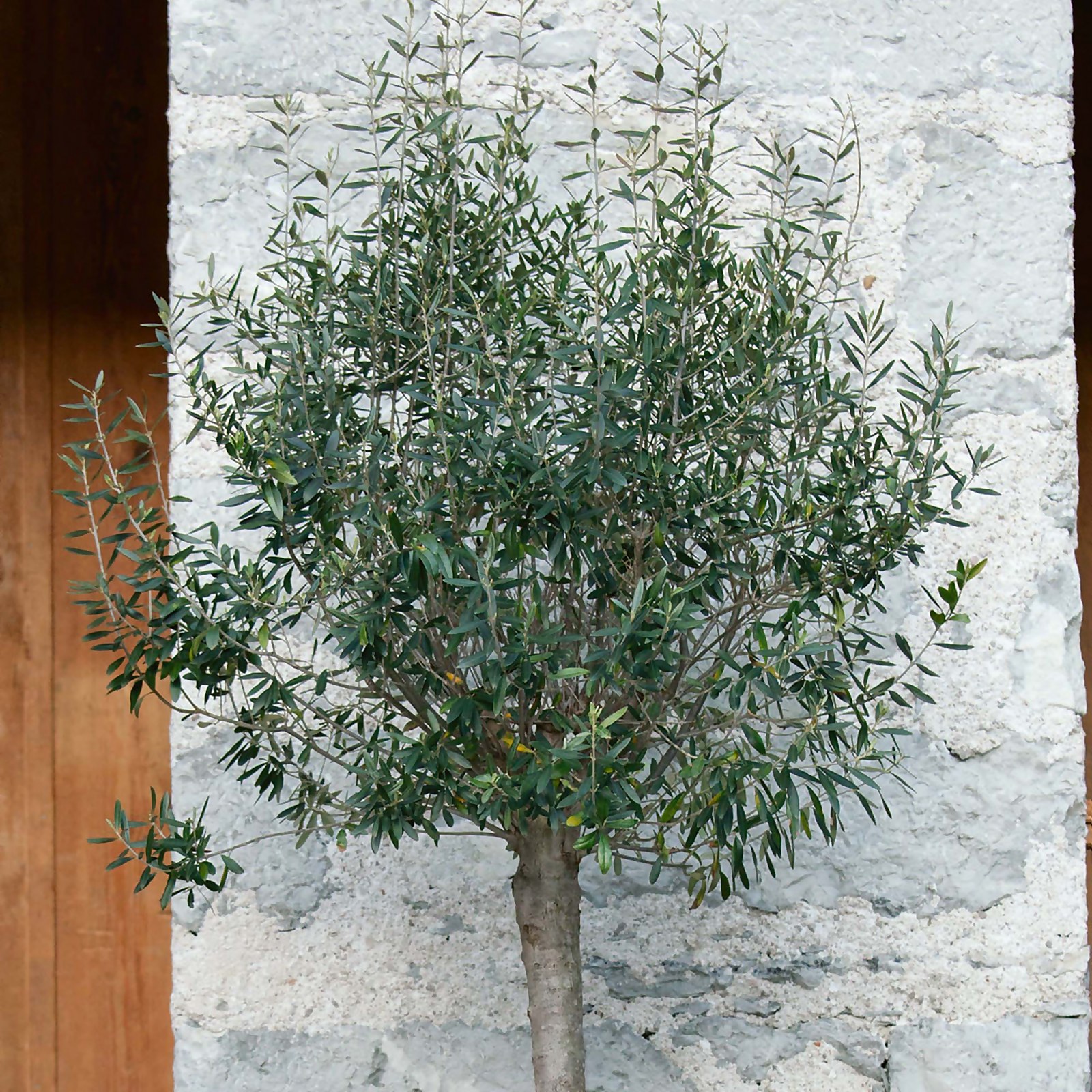 Photo of Olive Mini Standard 18cm