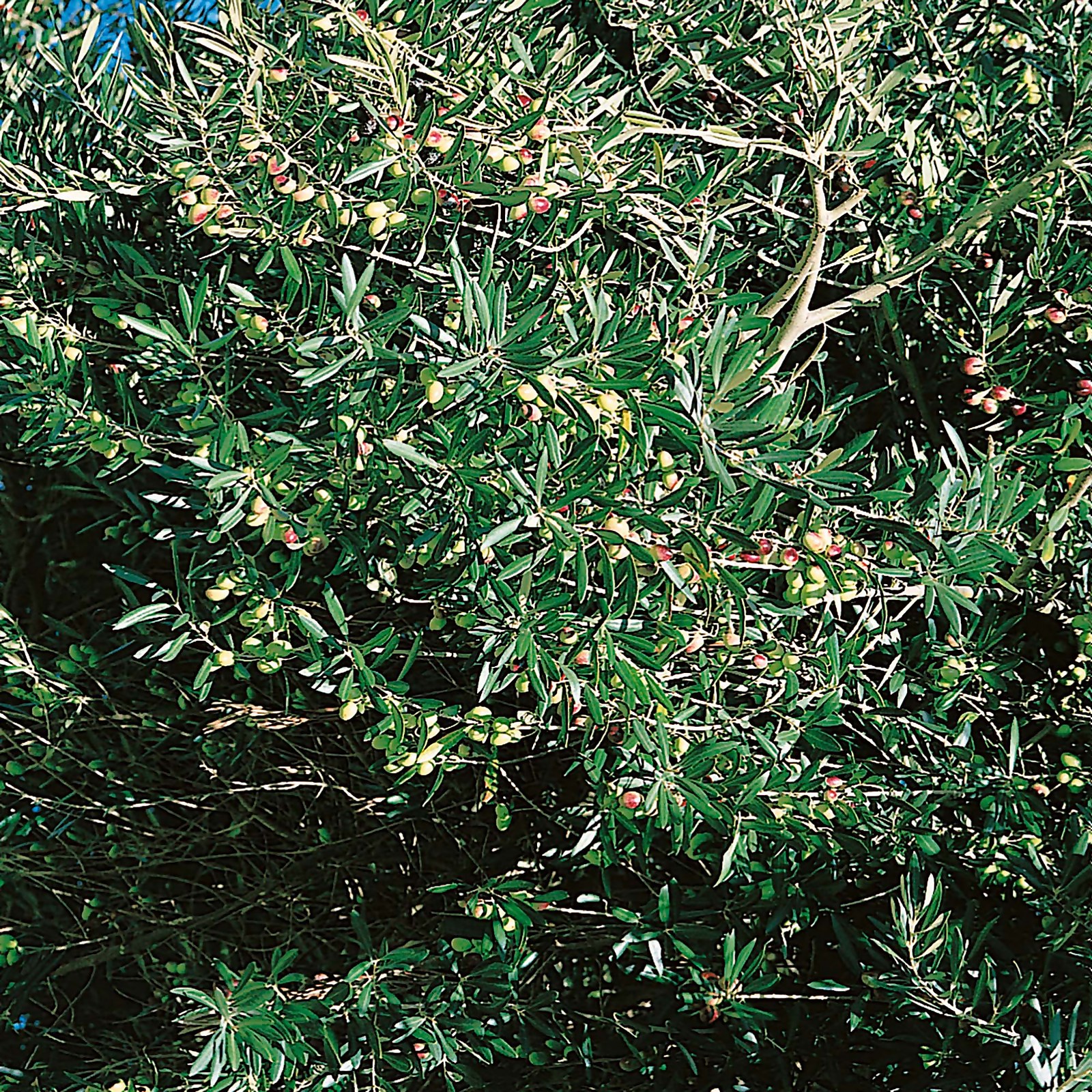 Photo of Olive Standard 20cm