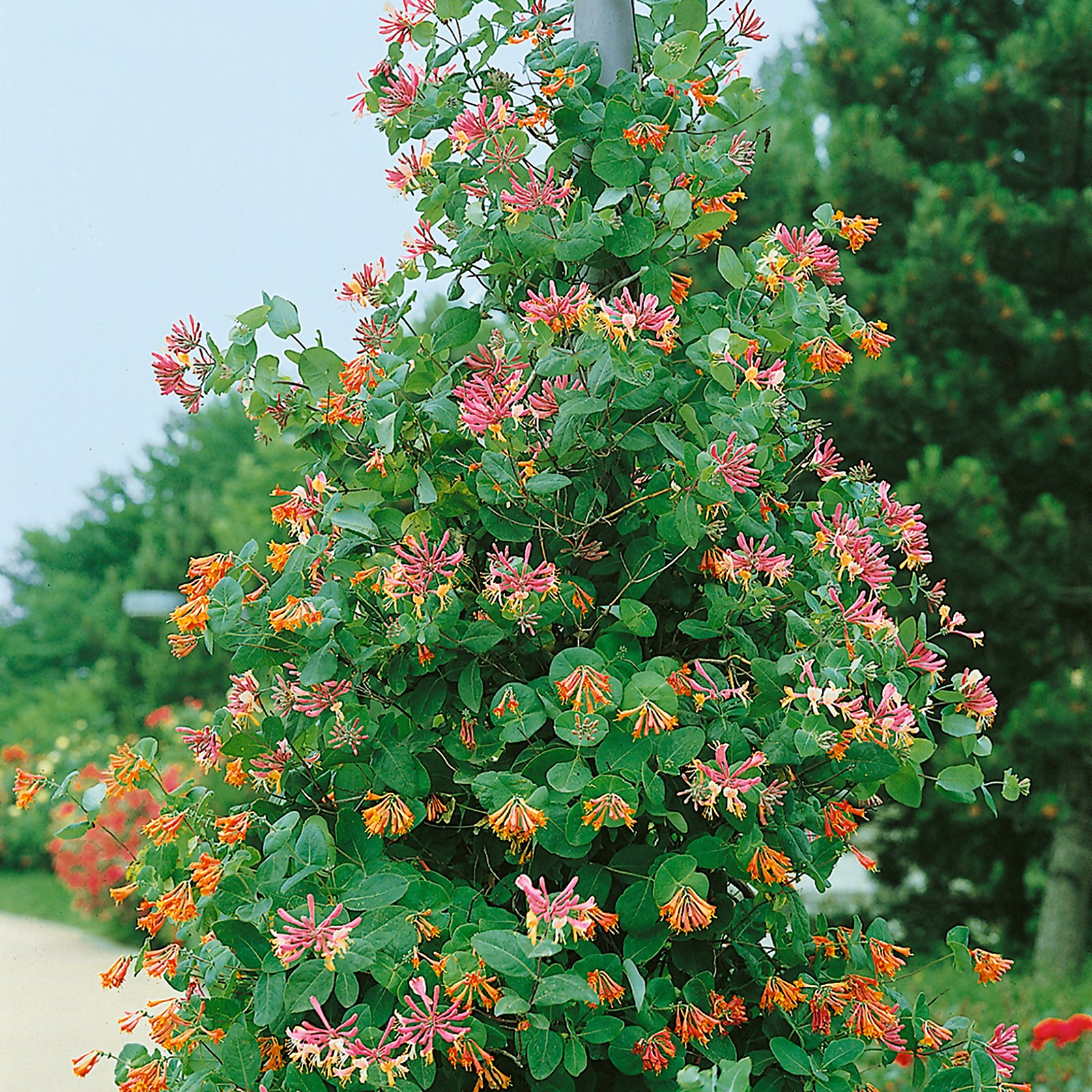 Photo of Lonicera Mix -lonicera-