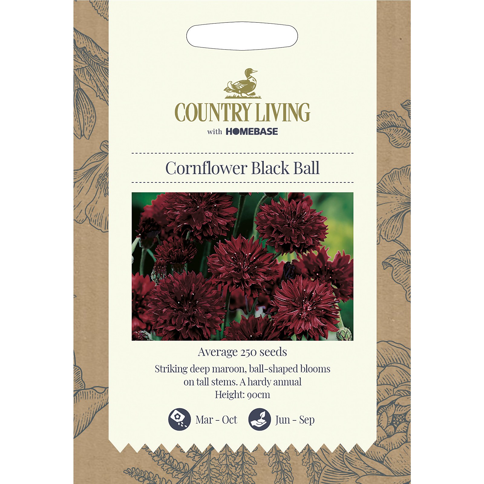 Photo of Country Living Cornflower Black Ball Seeds