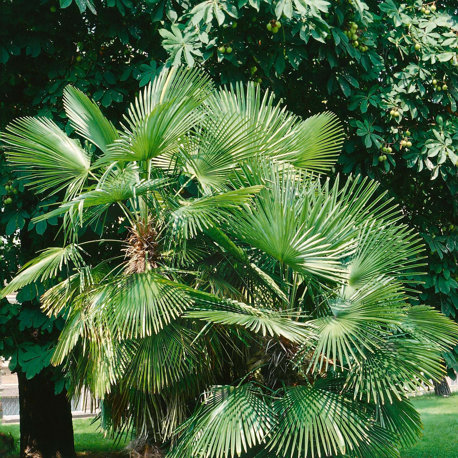 Photo of Trachycarpus Fortunei 22cm