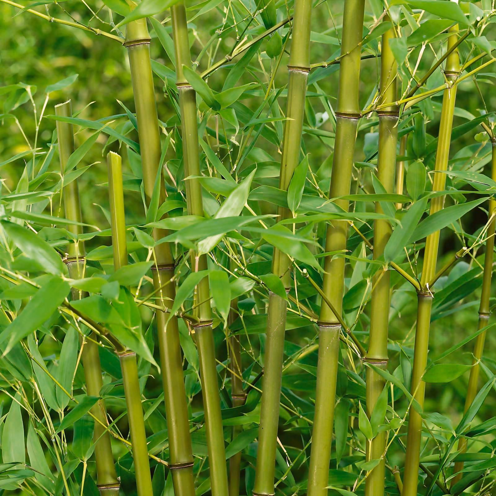 Photo of Bambusa Phyllost Aureosul Spectabilis 10-12l