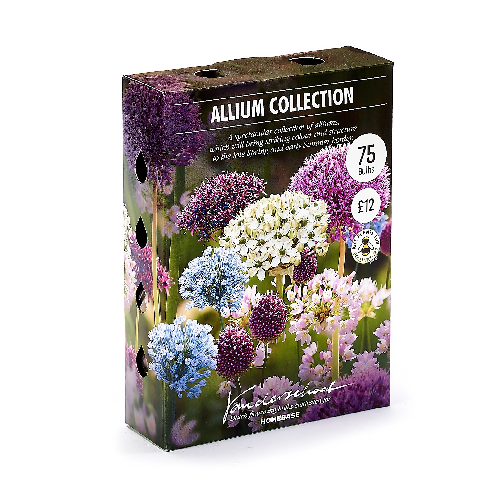 Photo of Allium Flower Bulb Collection