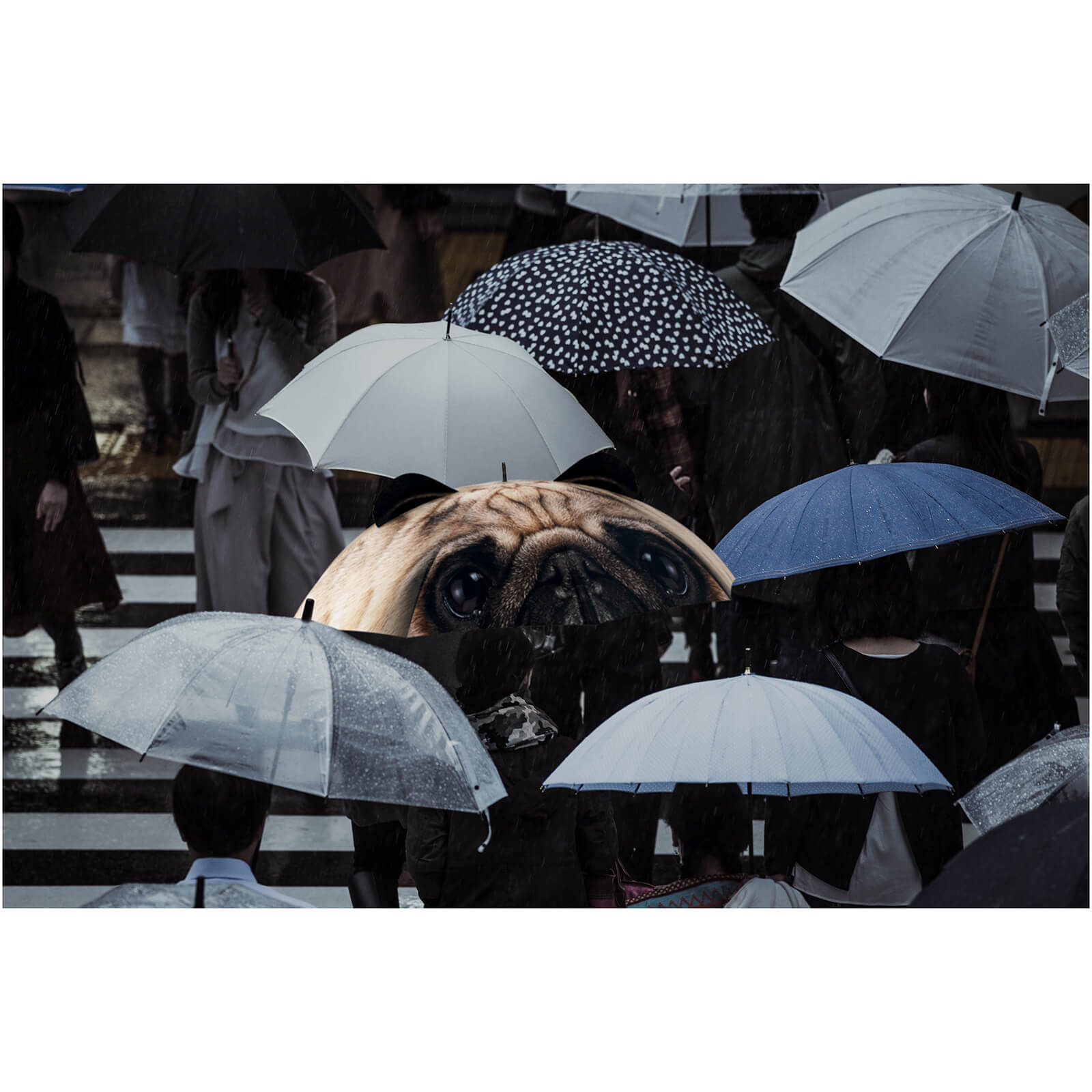 Pug Umbrella - Dog