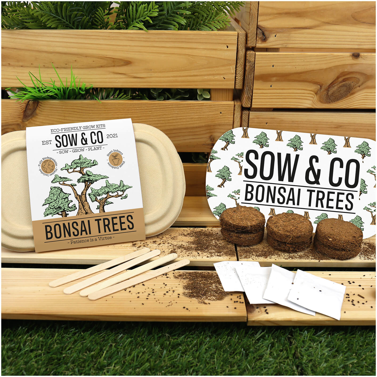 Photos - Other Souvenirs KIT Sow and Co Grow  - Bonsai GR850016 