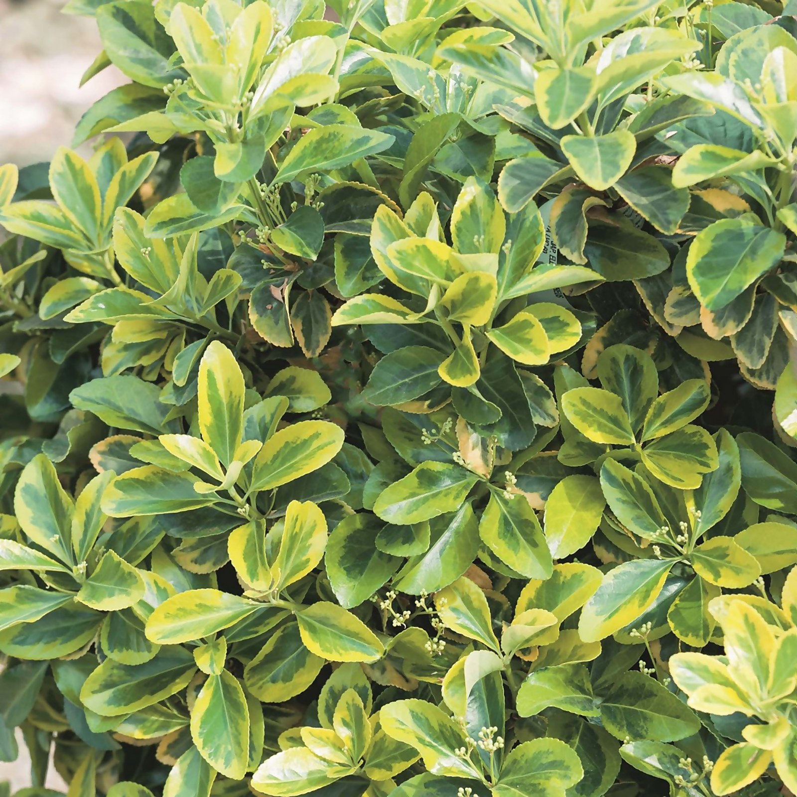 Photo of Euonymus Mix -euonymus Fortunei- - 17cm