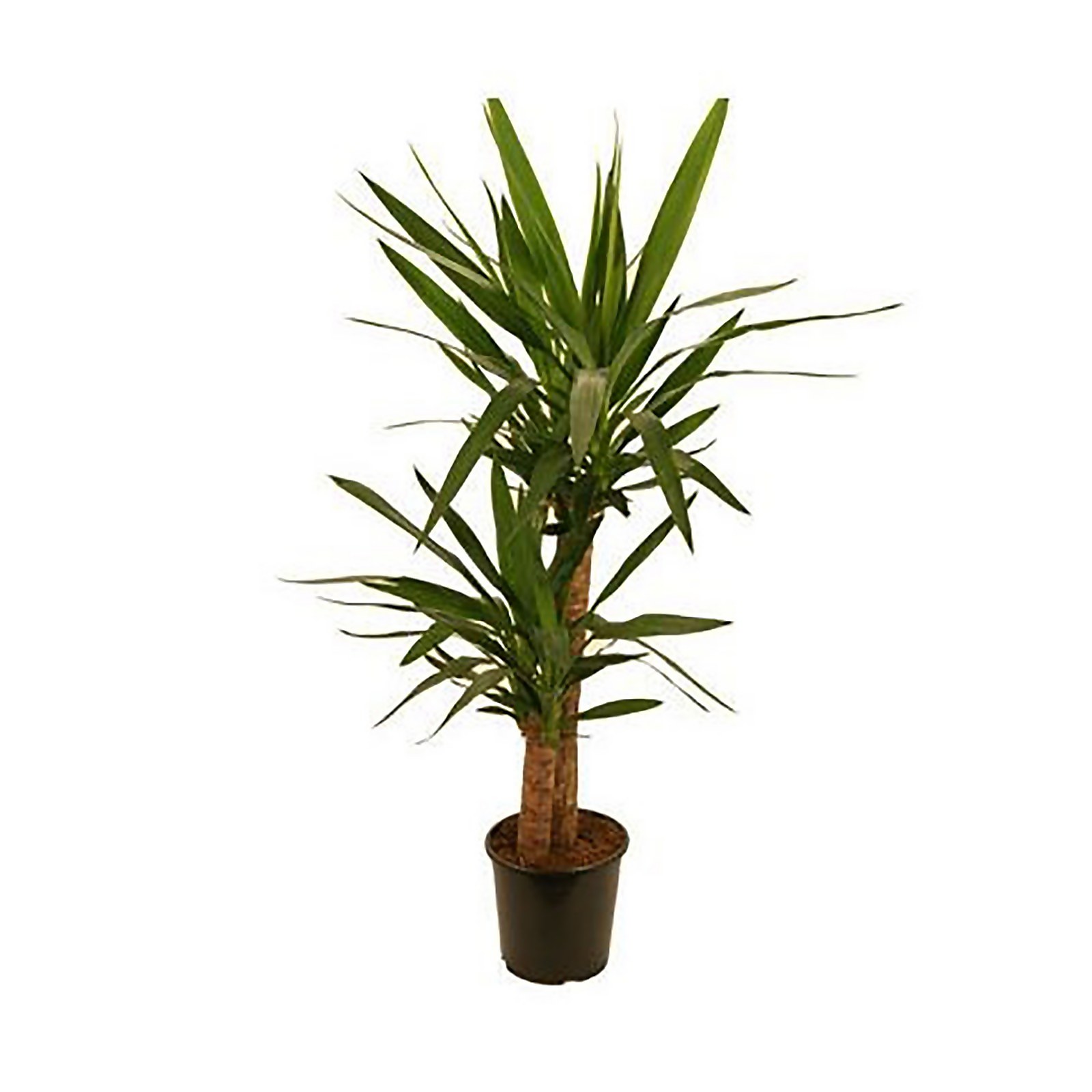 Photo of Yucca 60/30 19cm