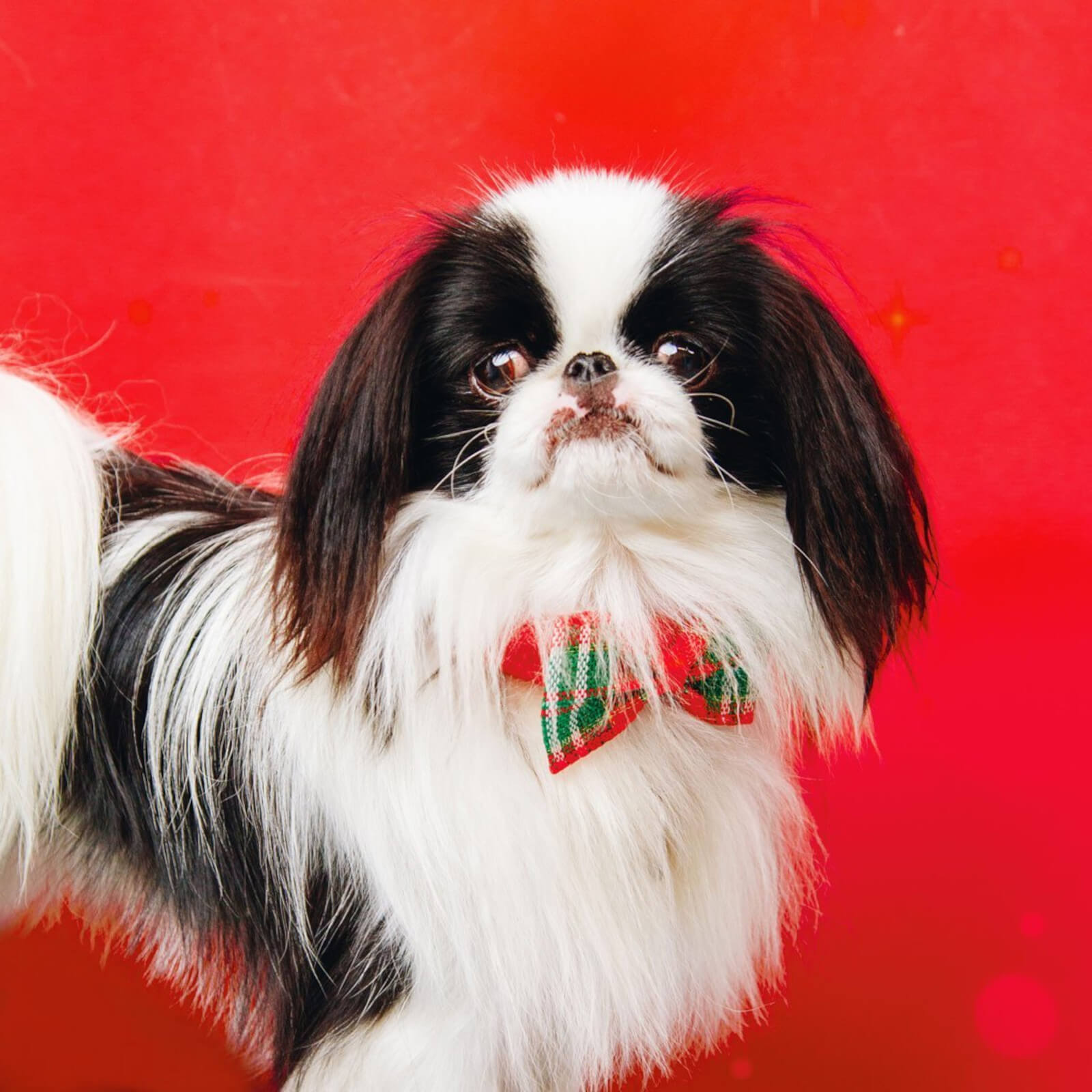 Hound Christmas Tartan Bowtie