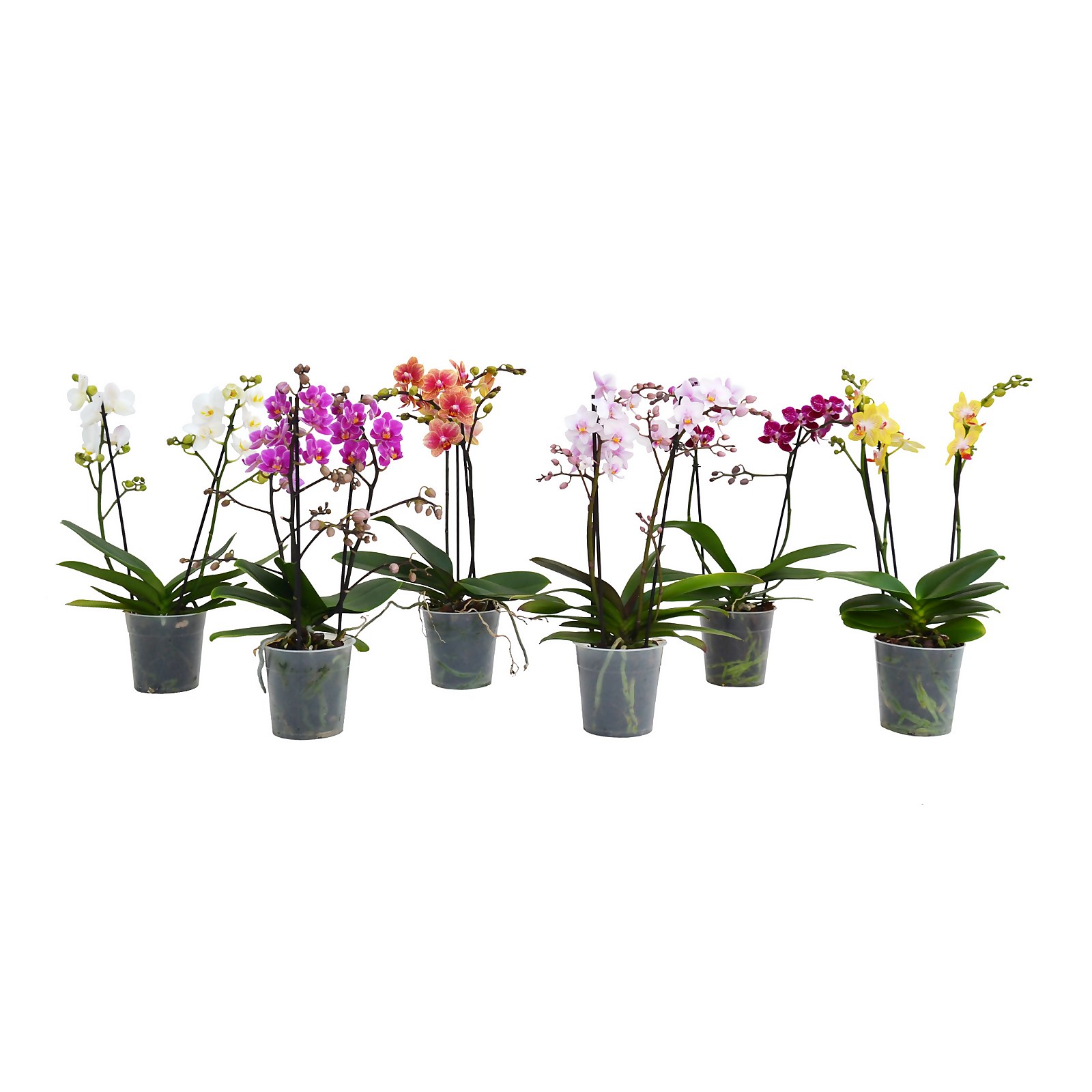 Photo of Phalaenopsis -moth Orchid- Multiflowered With 2/3 Stems - Pot Size 12cm