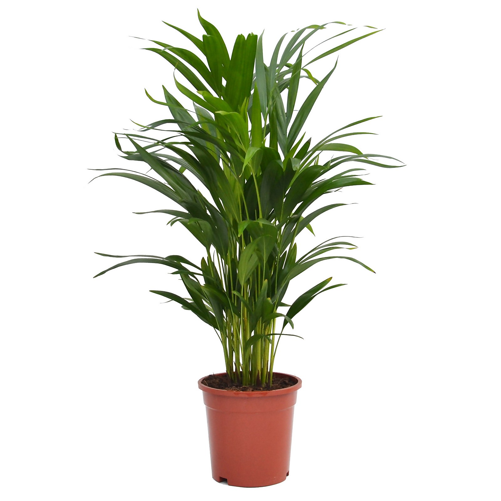 Photo of Areca Palm Dypsis Lutescens -butterfly Or Golden Palm- In 17cm Pot