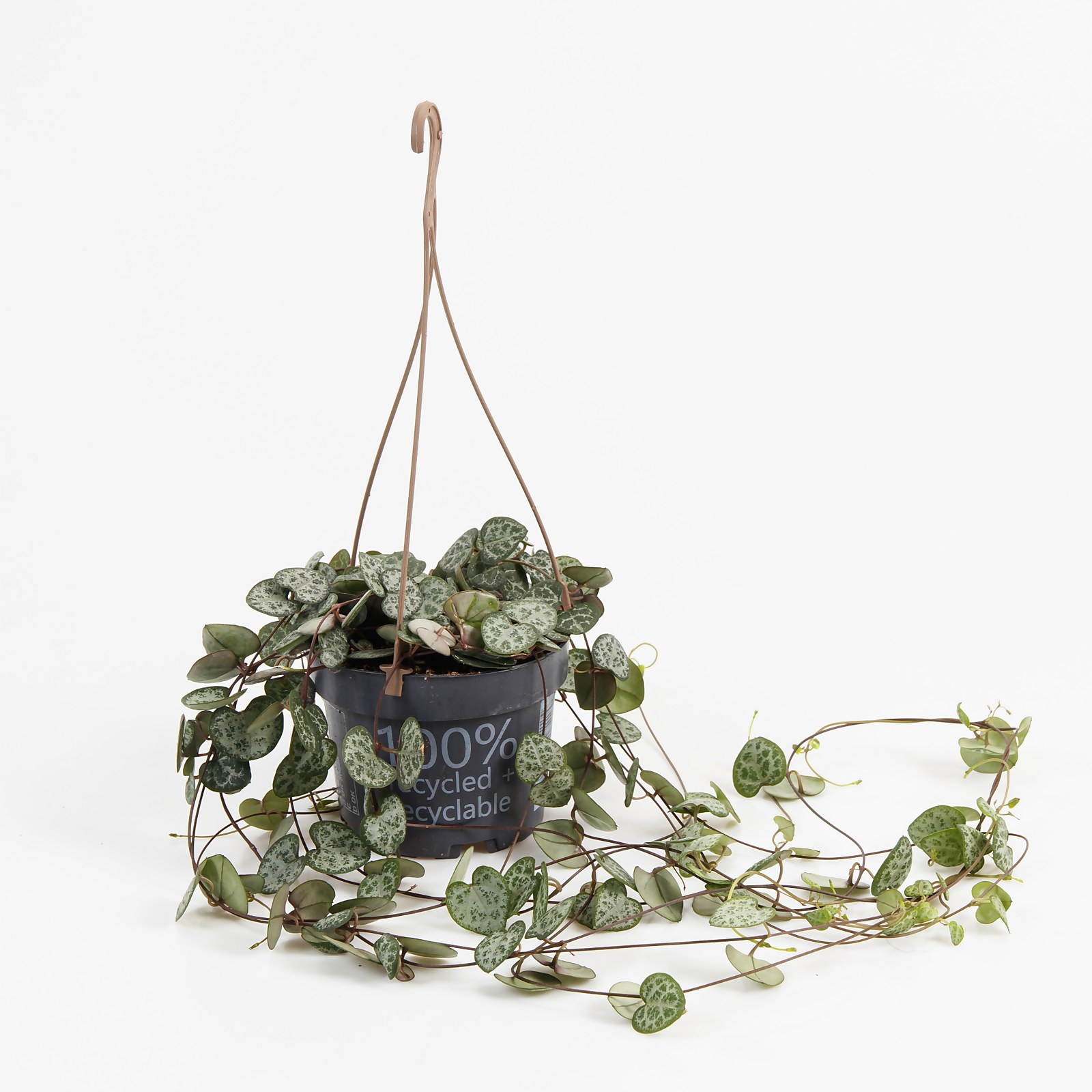 Photo of Ceropegia Woodii -string Of Hearts- In Hanging Basket