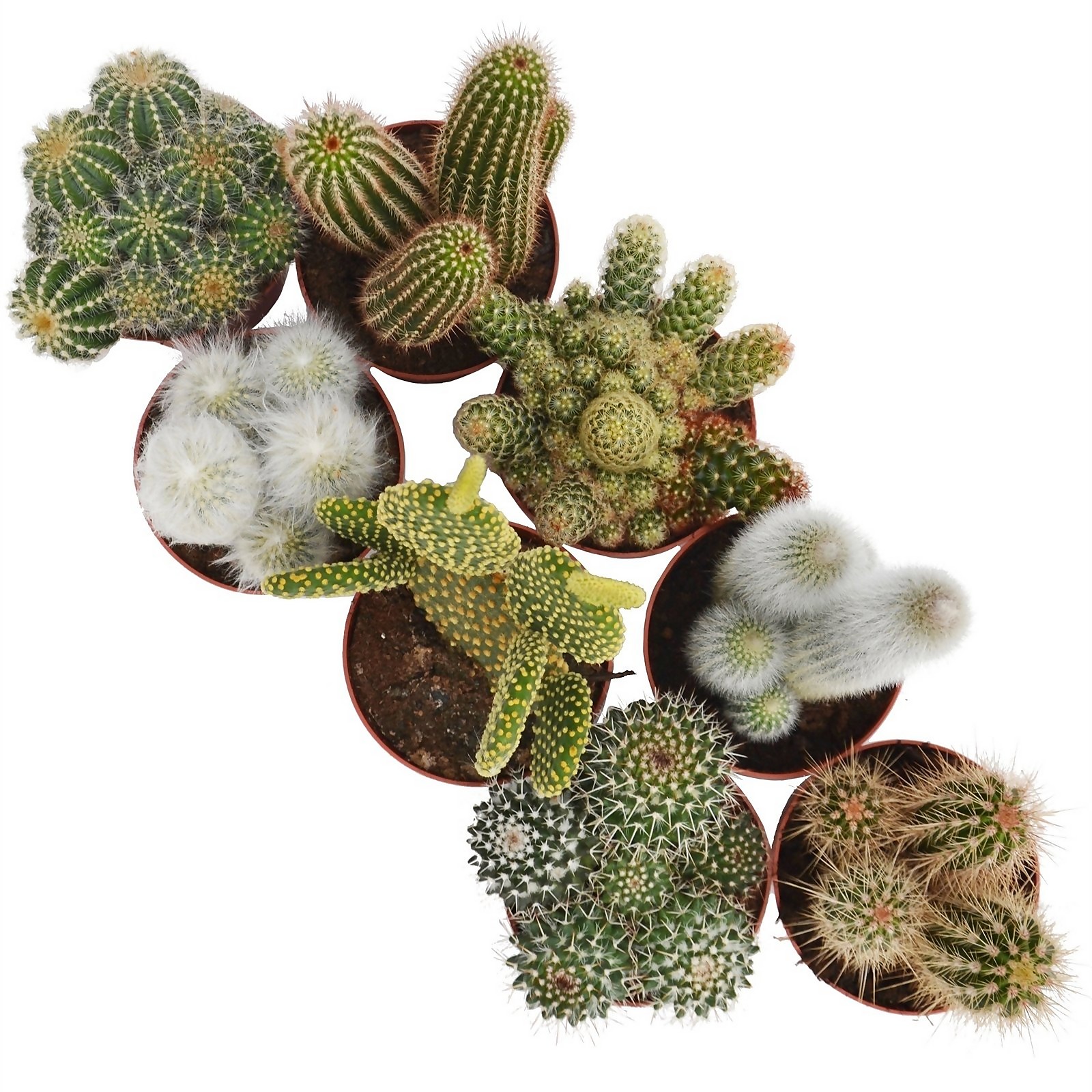 Photo of Cactus Mix 12cm