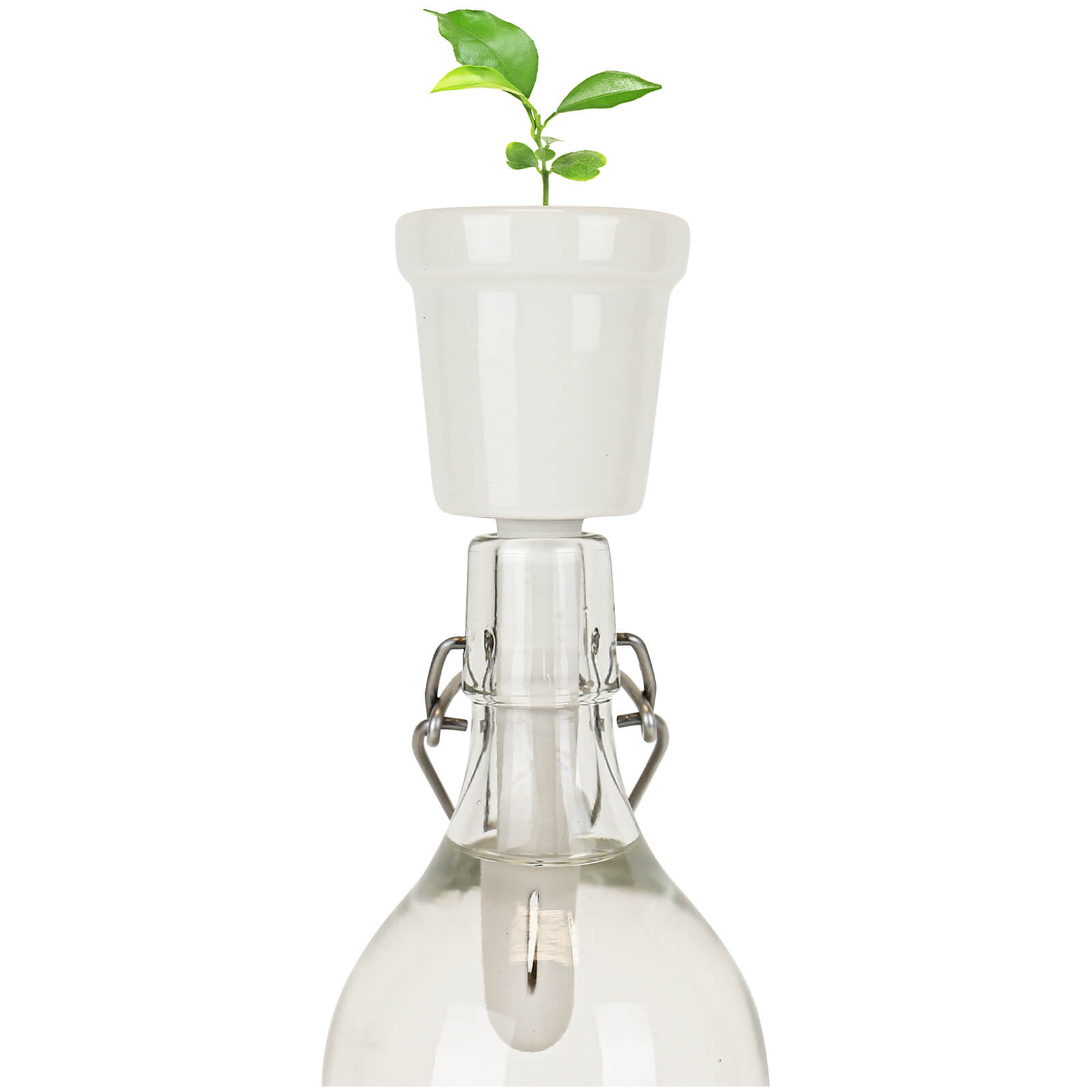 Botanical Bottles - Coffee