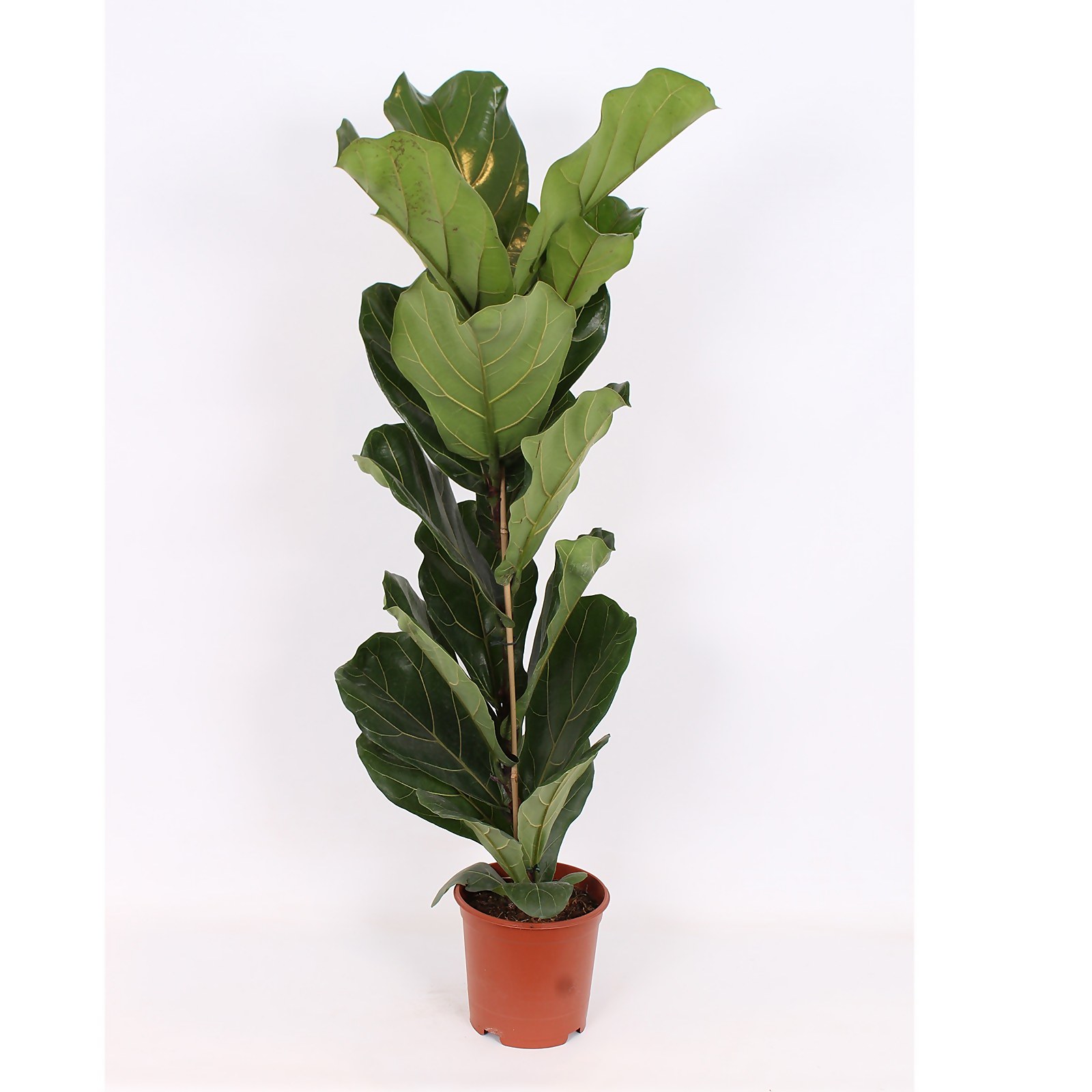 Photo of Ficus Lyrata 21cm