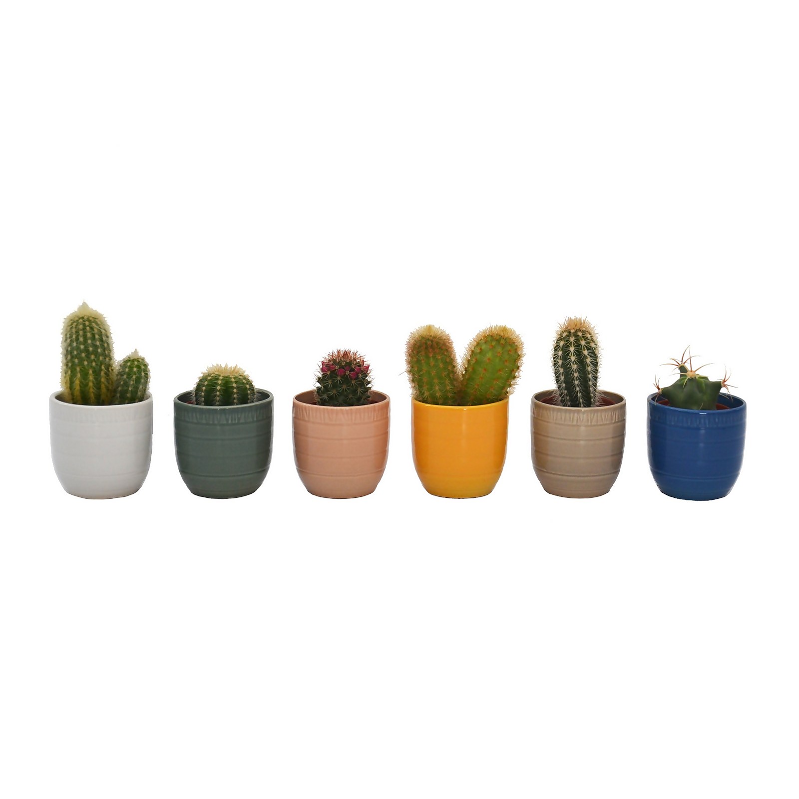 Photo of Cactus In Cella Pot - 7cm