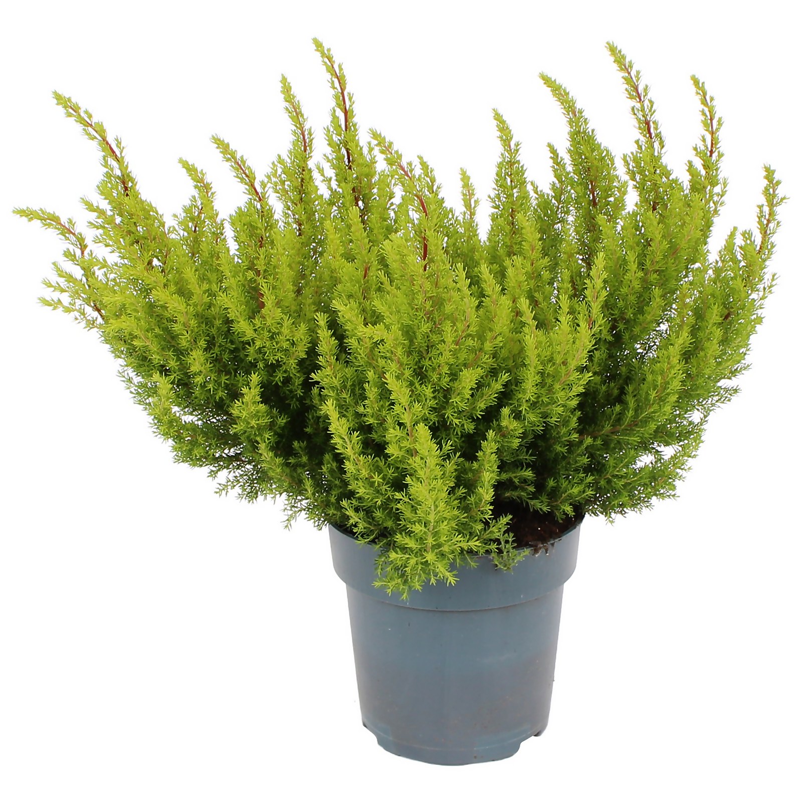 Photo of Erica Alberts Gold House Plant - 12cm