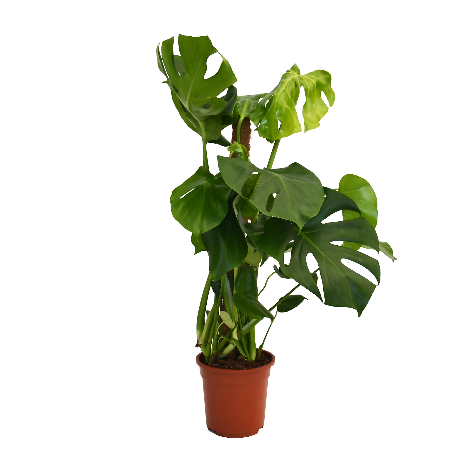 Photo of Monstera Deliciosa -swiss Cheeseplant- On A Mosspole - Pot Size 19cm