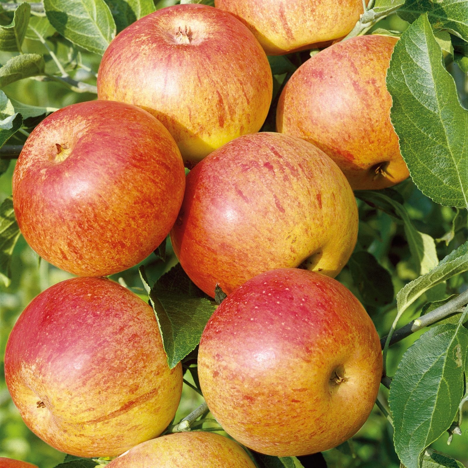 Fruit Tree Apple 'Cox's Orange Pippin' - 7.5L