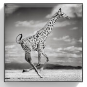 Chantecaille Luminescent Eye Shade 2.5g (Various Shades) - Giraffe