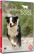 Extraordinary Dogs