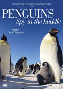 Penguin Spy in the Huddle