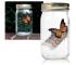 Butterfly Jar Butterfly Jar