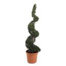 Golden Leyland Cypress 25L
